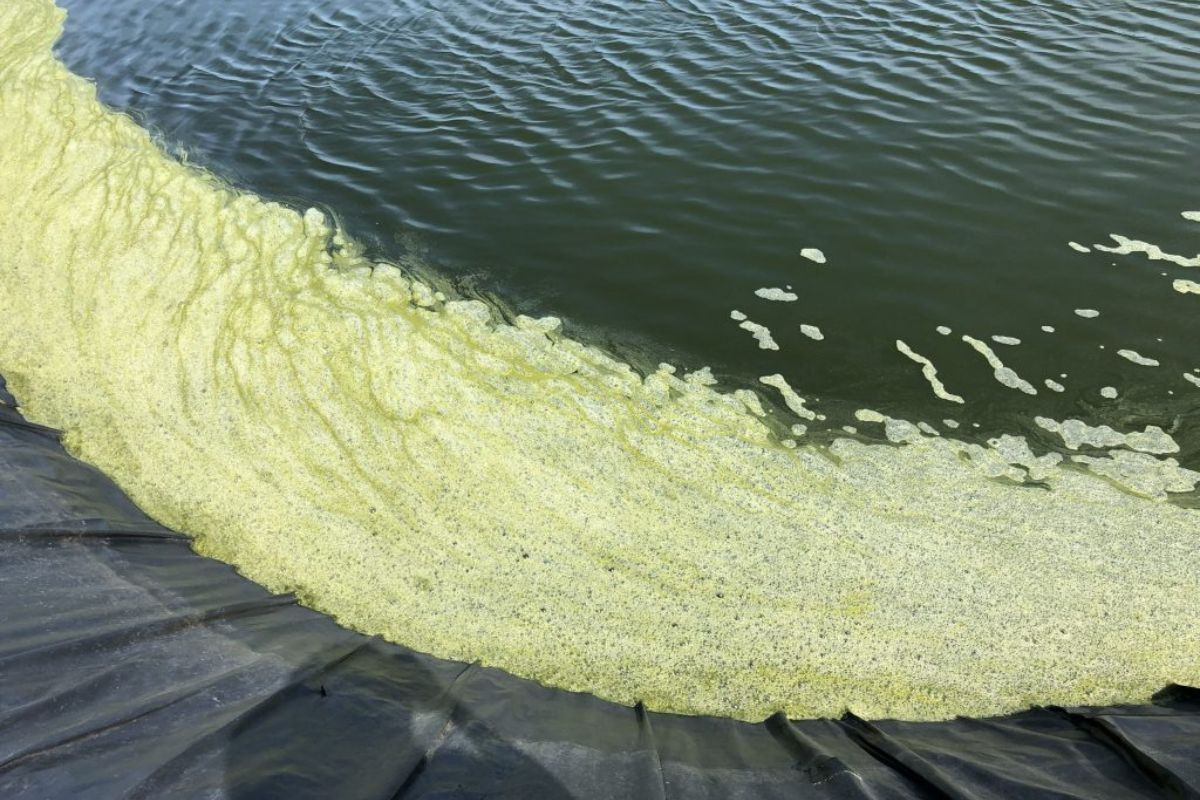 Ao nuôi keo tụ tạo bông